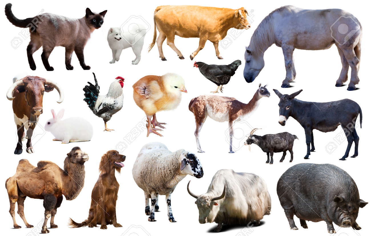 Commerce d'animaux