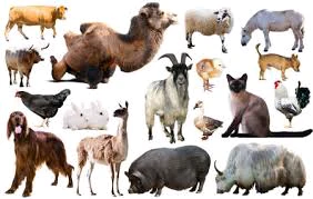 Pets & Supplies