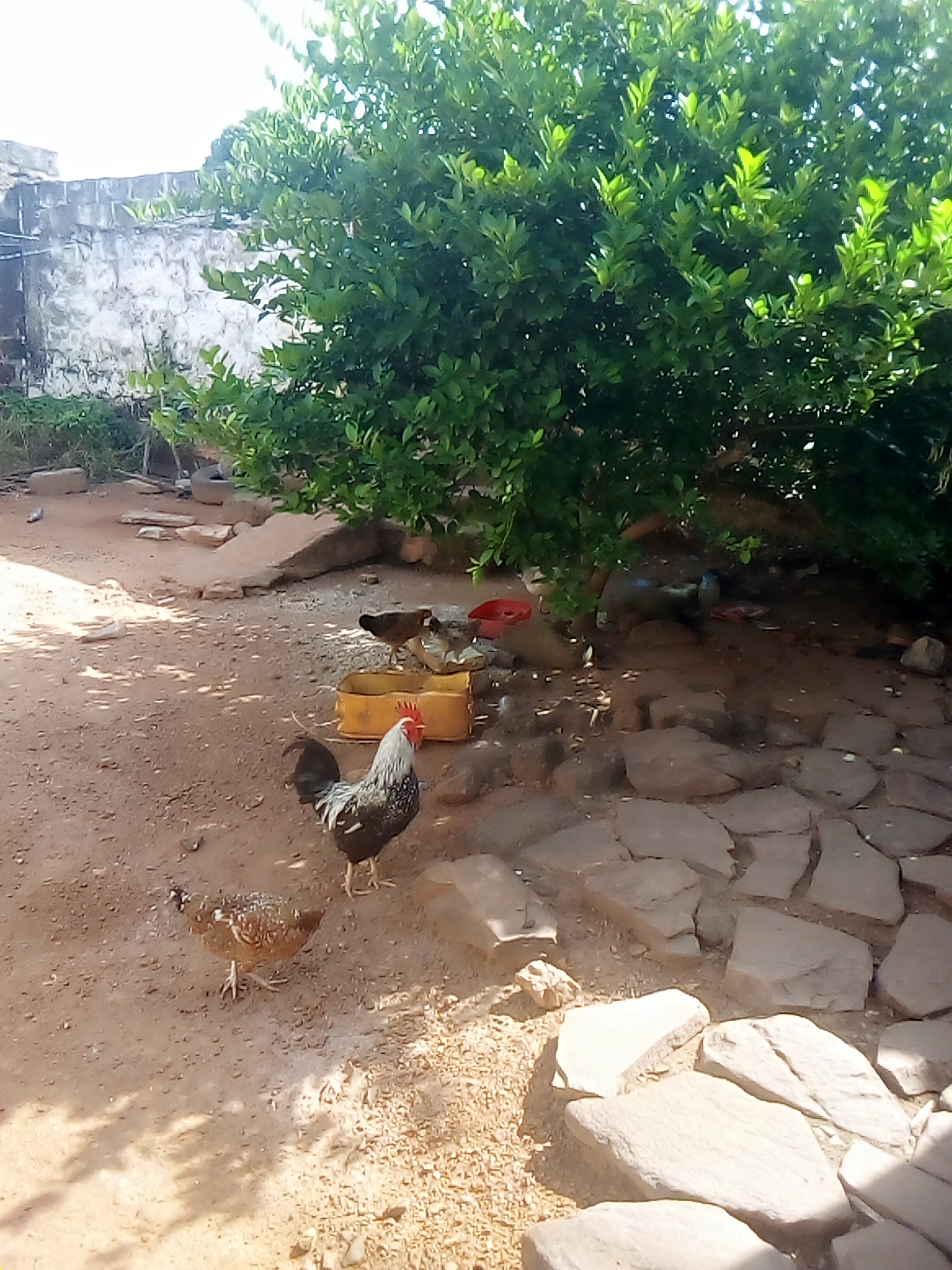 Anfani Agro dynamique