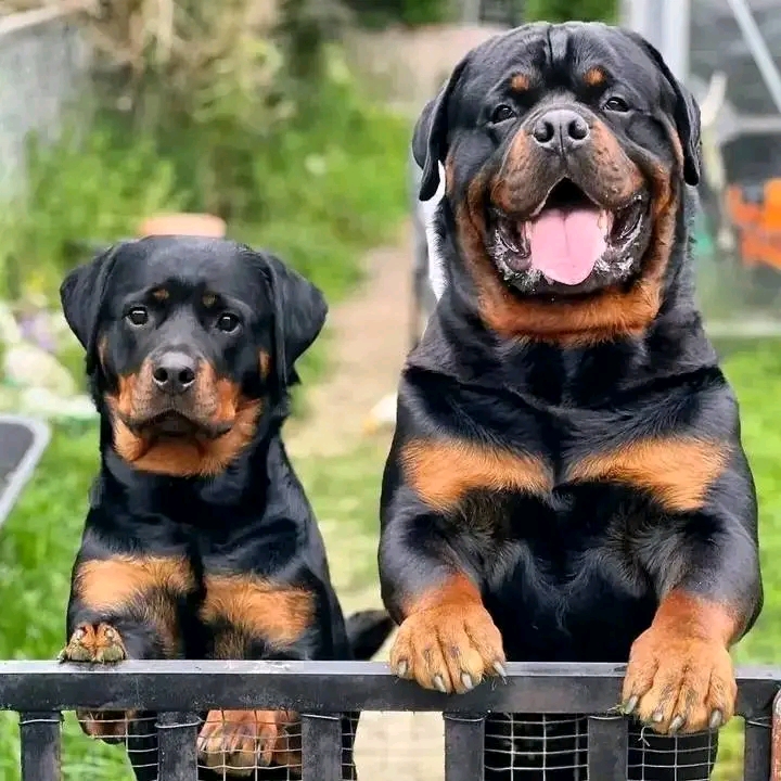 Dogs lovers